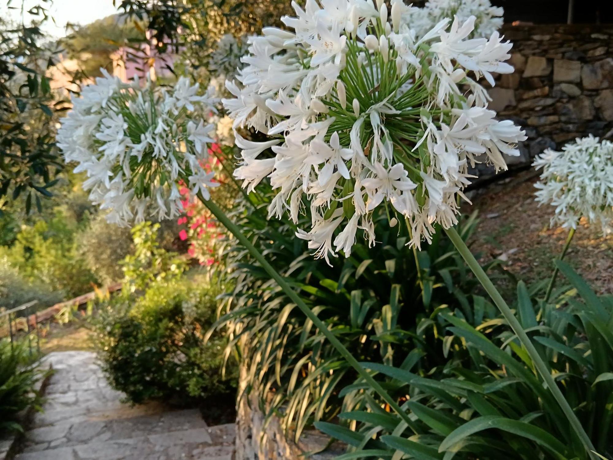 Villa Albachiara Camogli Dış mekan fotoğraf